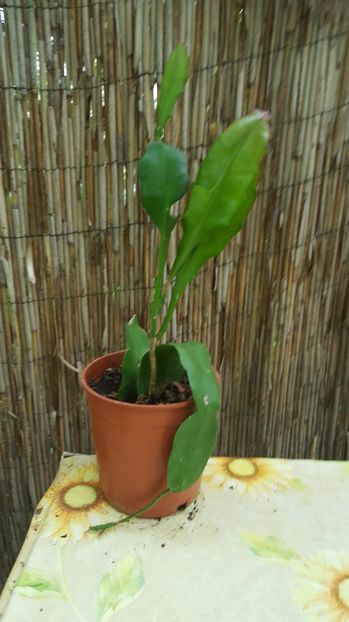  - Cactus Epyphyllum rosu si alb