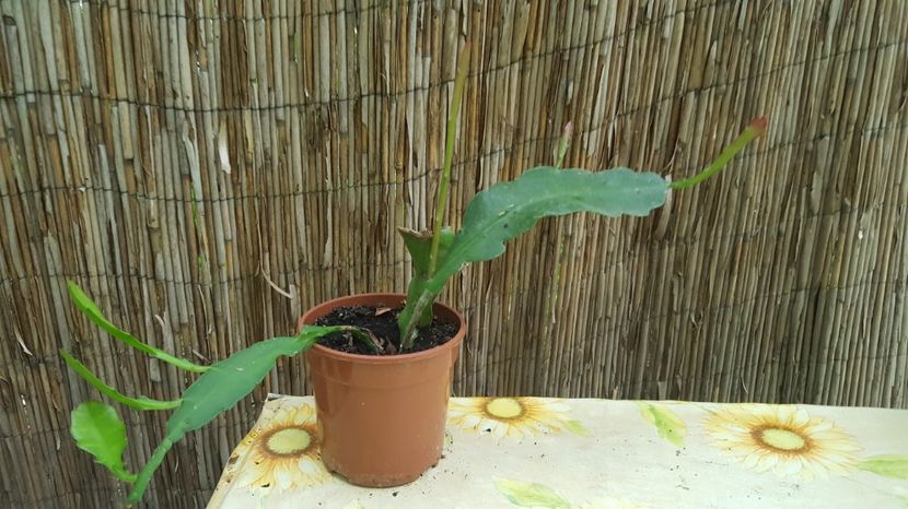  - Cactus Epyphyllum rosu si alb