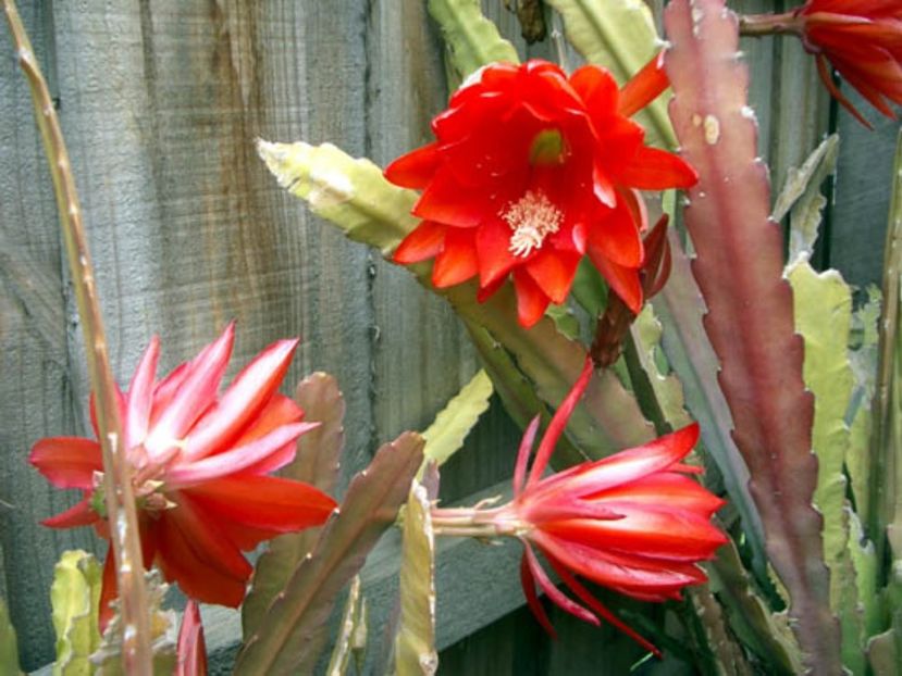Epiphyllum red blooms\ - Cactus Epyphyllum rosu si alb