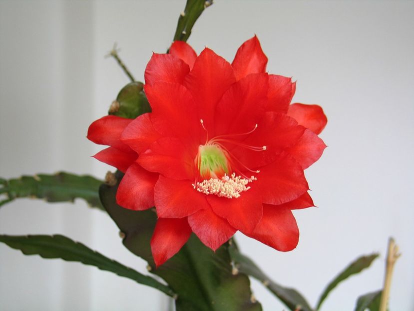 epiphyllum - Cactus Epyphyllum rosu si alb