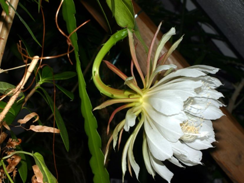 alb cu margini galbene - Cactus Epyphyllum rosu si alb