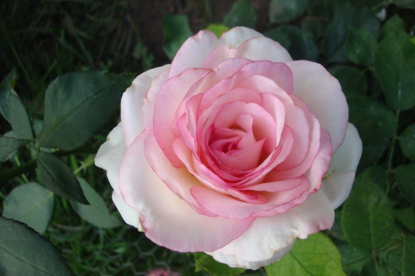  - Biedermeier Garden