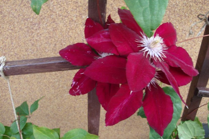  - Clematite