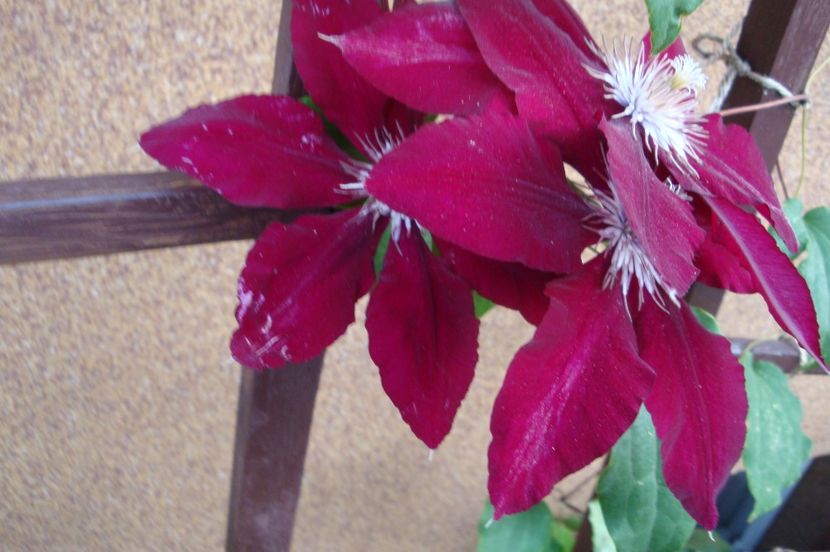  - Clematite