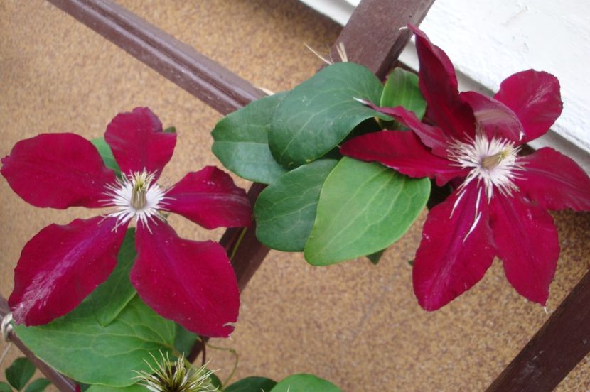  - Clematite