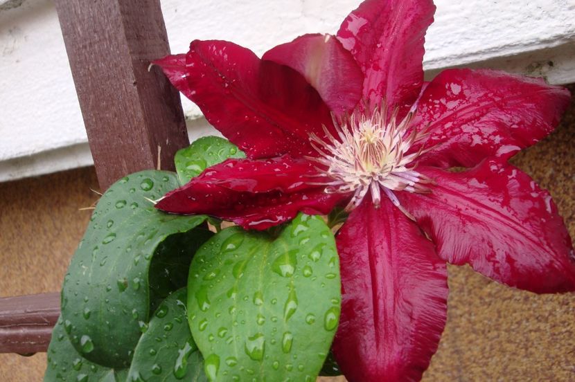  - Clematite