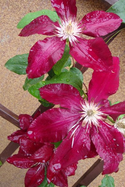  - Clematite