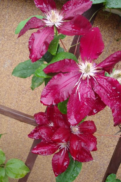  - Clematite