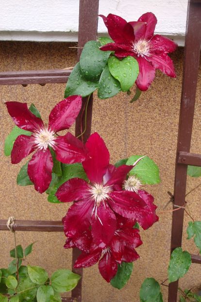  - Clematite
