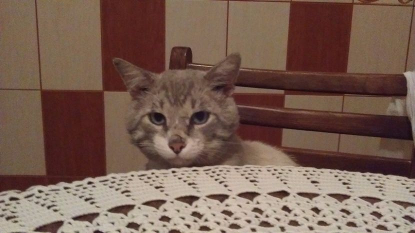 20399284_157720684776982_1605507322_o - Sergiu