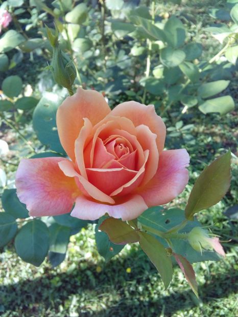  - TRANDAFIRI 2017_2018