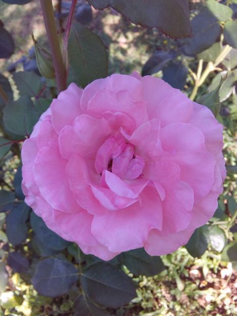  - TRANDAFIRI 2017_2018