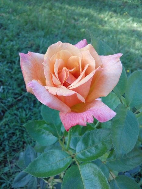  - TRANDAFIRI 2017_2018