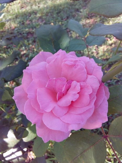  - TRANDAFIRI 2017_2018