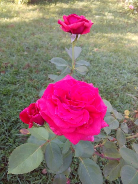  - TRANDAFIRI 2017_2018