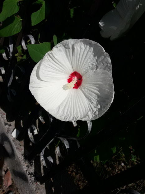  - Hibiscus Moscheutos
