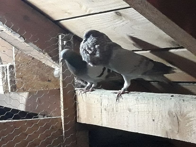 femela Reduced - 2017_Tineret