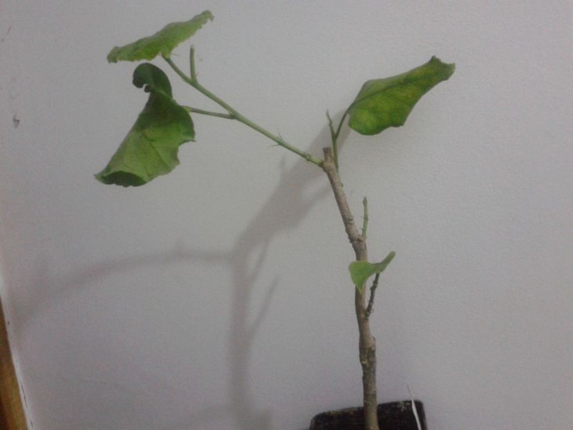 Fotografie0370 - provizoriu