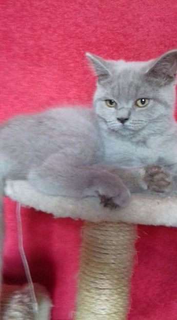 British Shorthair - Pisici British Shortair