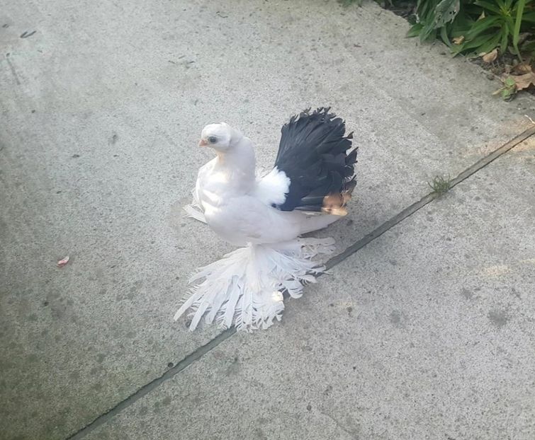 audi 10 .08.2017 (9) - pui 2017