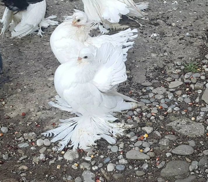 audi 10 .08.2017 (10) - pui 2017