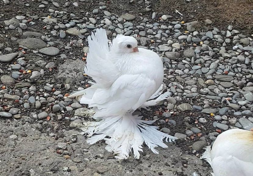 audi 10 .08.2017 (11) - pui 2017