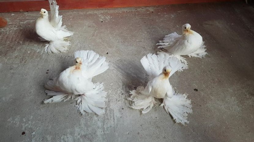 de vanzare - pui 2017