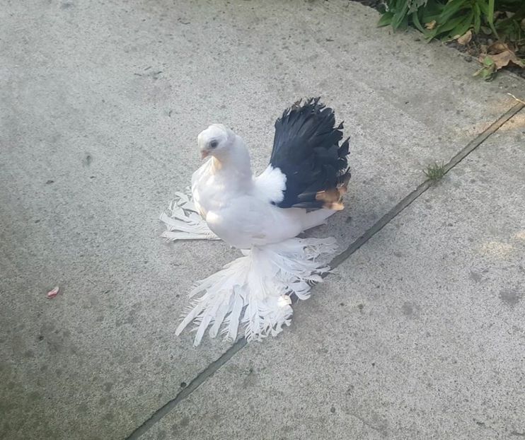 audi 10 .08.2017 (2) - pui 2017