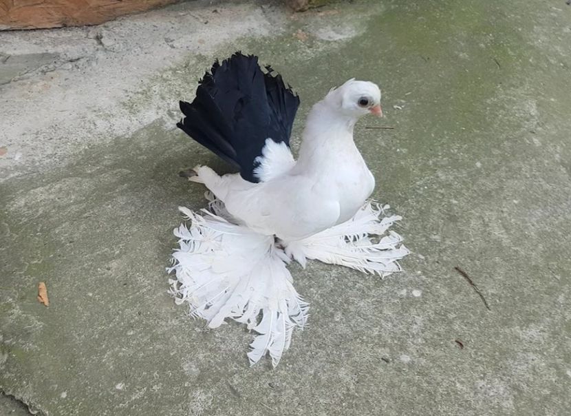 audi 10 .08.2017 (4) - pui 2017