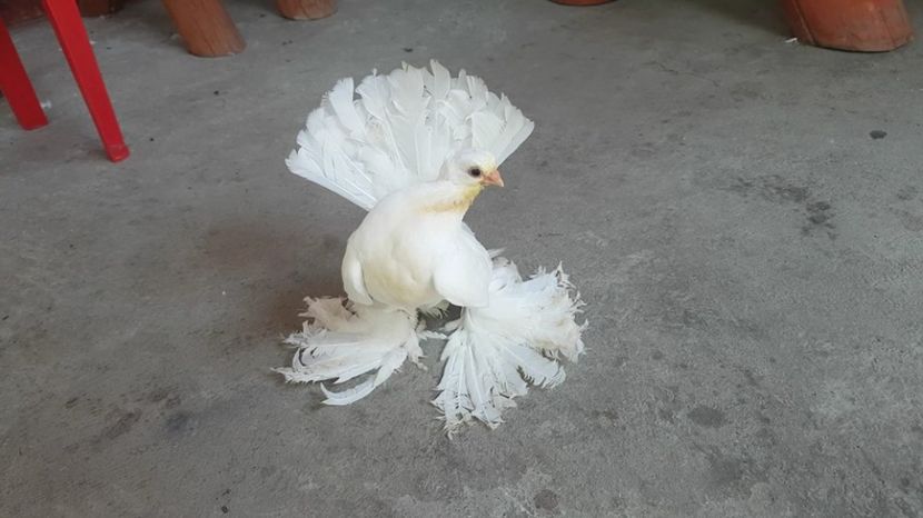 audi 10 .08.2017 (15) - pui 2017