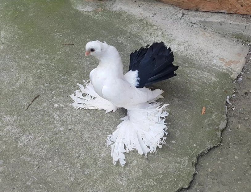 audi 10 .08.2017 (16) - pui 2017