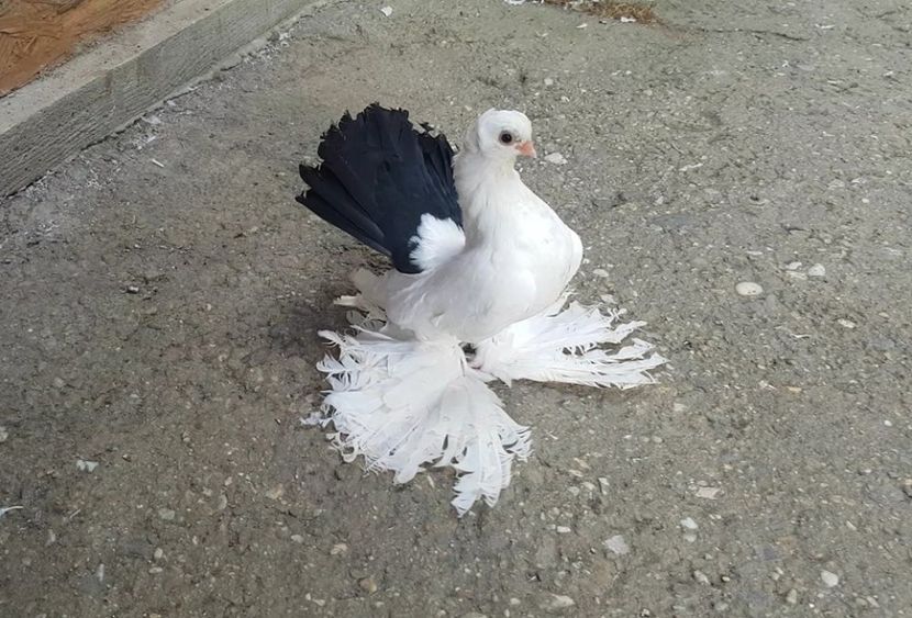 audi 10 .08.2017 (5) - pui 2017