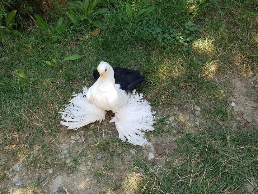 audi 10 .08.2017 (8) - pui 2017