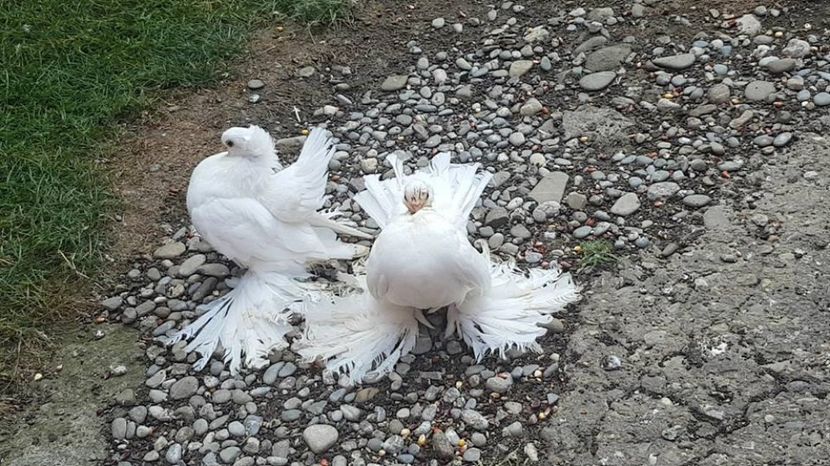 audi 10 .08.2017 (12) - pui 2017