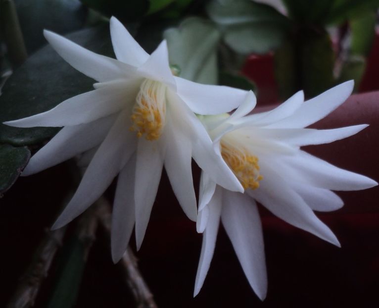 Rhipsalidopsis Alb - A - DORINTE FLORI - IASI