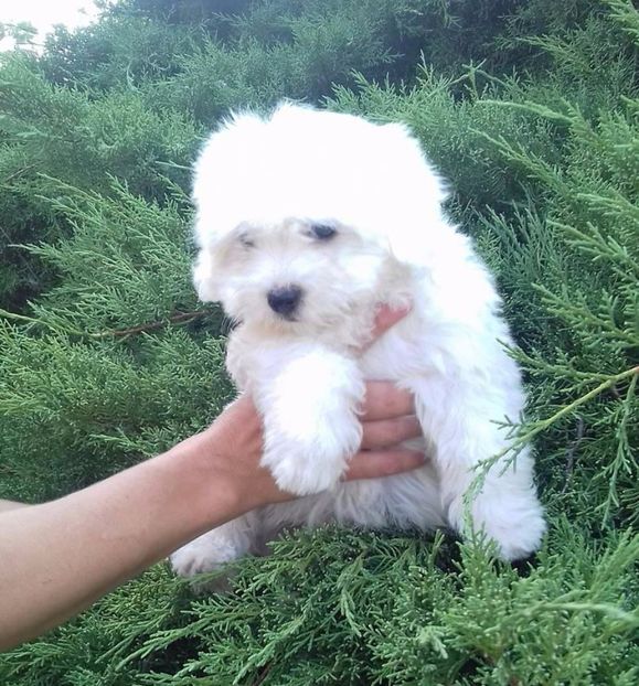 Bichon Maltese - Bichon Maltese