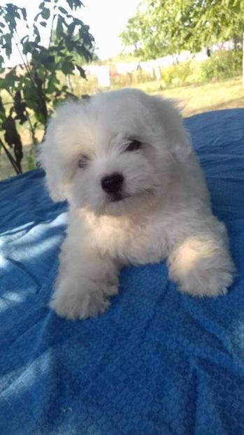 Bichon Maltese - Bichon Maltese