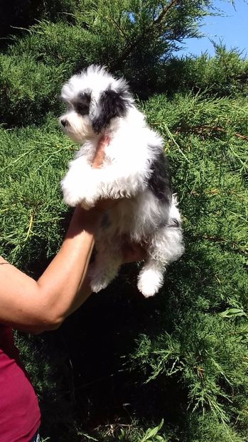 Bichon Havanese - Bichon Havanese