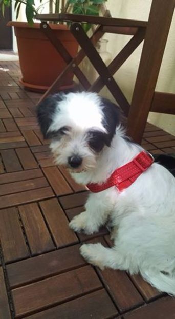 Bichon Havanese - Bichon Havanese