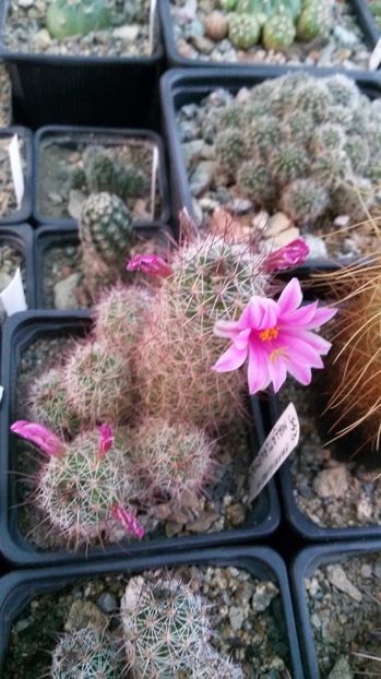  - AAA CACTUSI DE VANZARE 2017 COLECTIA