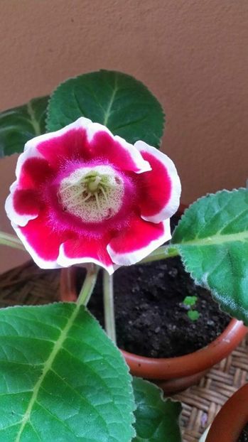 received_1427621137316667 - Gloxenii 2017