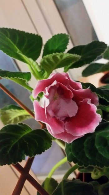 received_1420455728033208 - Gloxenii 2017