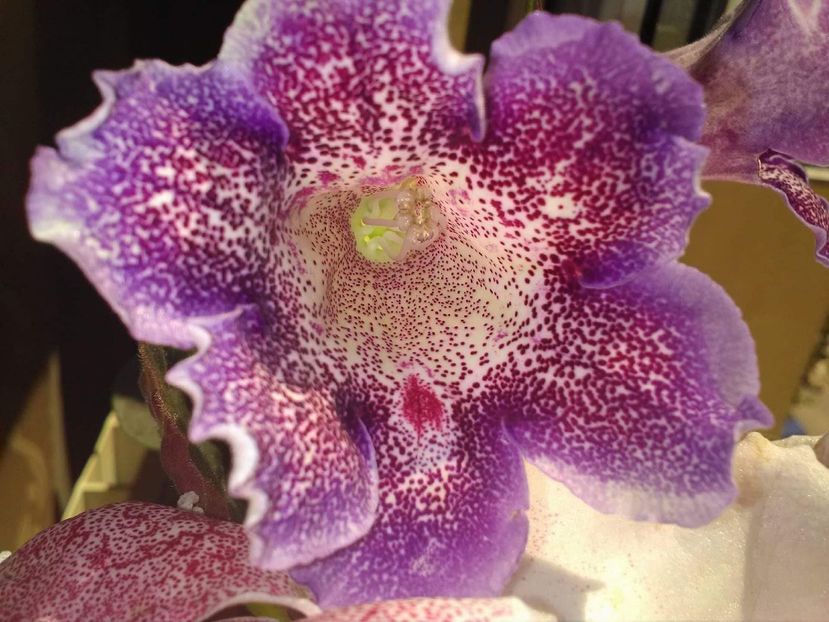 received_1418561004888769 - Gloxenii 2017