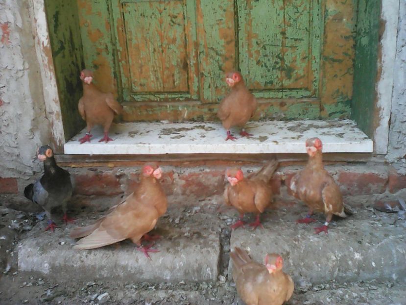  - B E R B E R I  ---    BARBS  PIGEONS