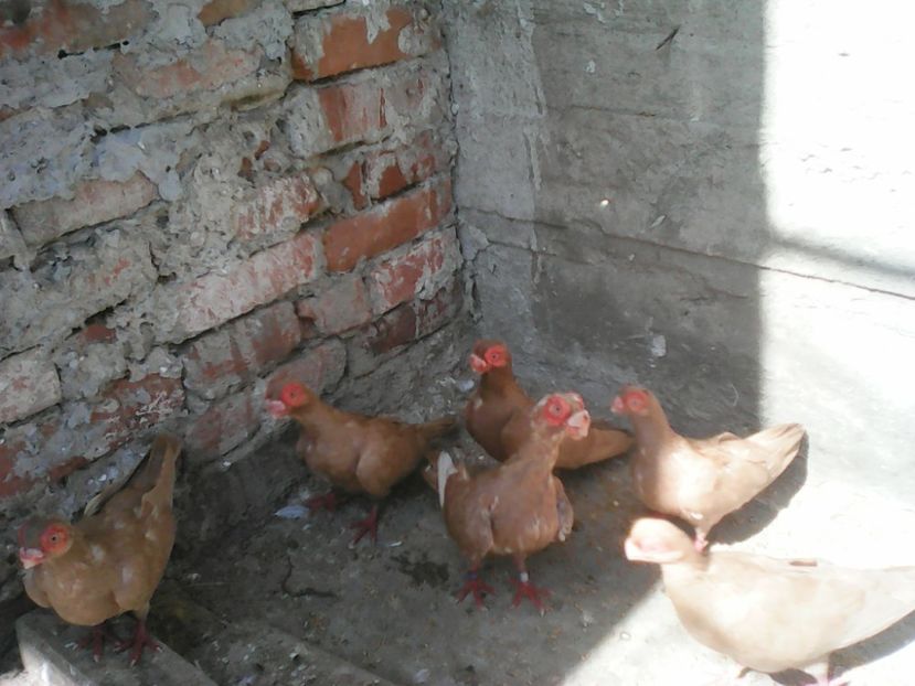  - B E R B E R I  ---    BARBS  PIGEONS