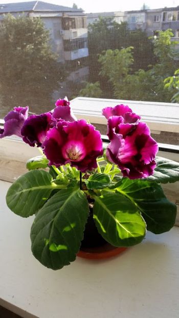 Gloxinia august - Gloxini 2012-2025