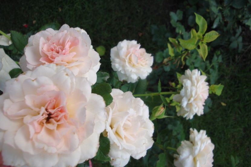  - Bremer Stadtmusikanten