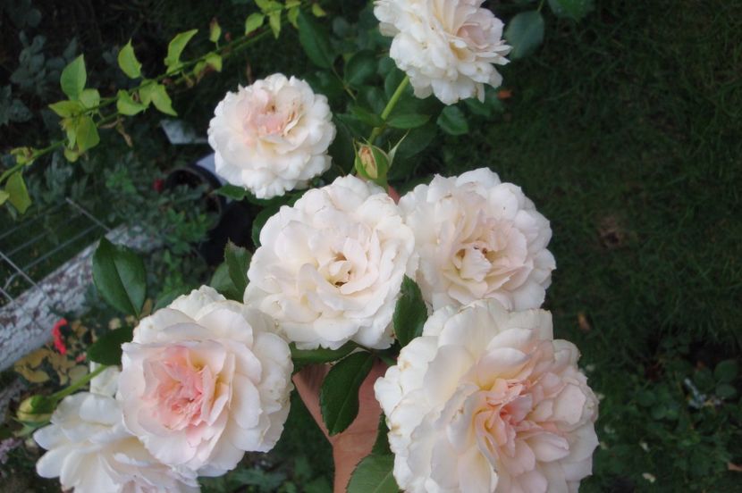  - Bremer Stadtmusikanten