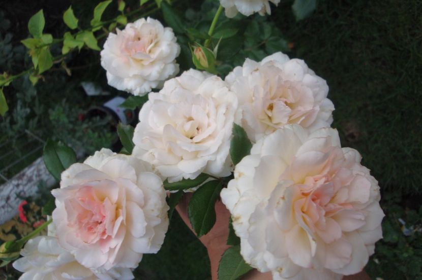  - Bremer Stadtmusikanten