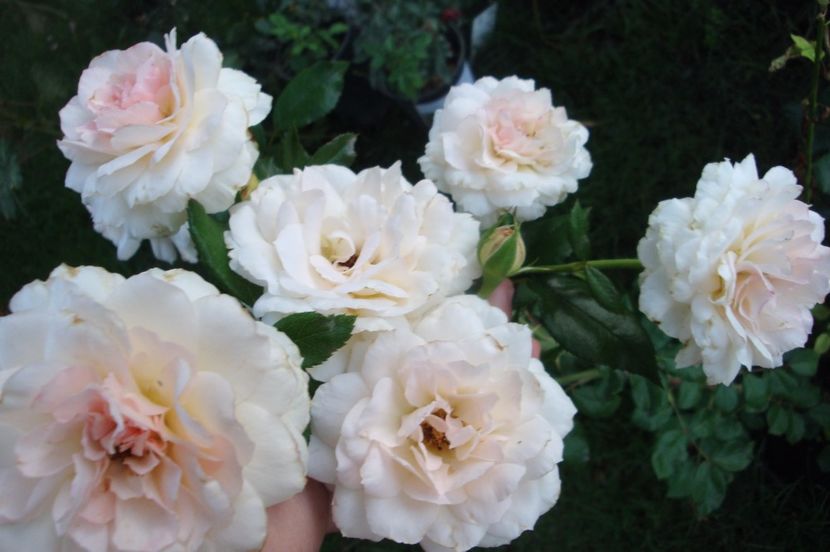  - Bremer Stadtmusikanten